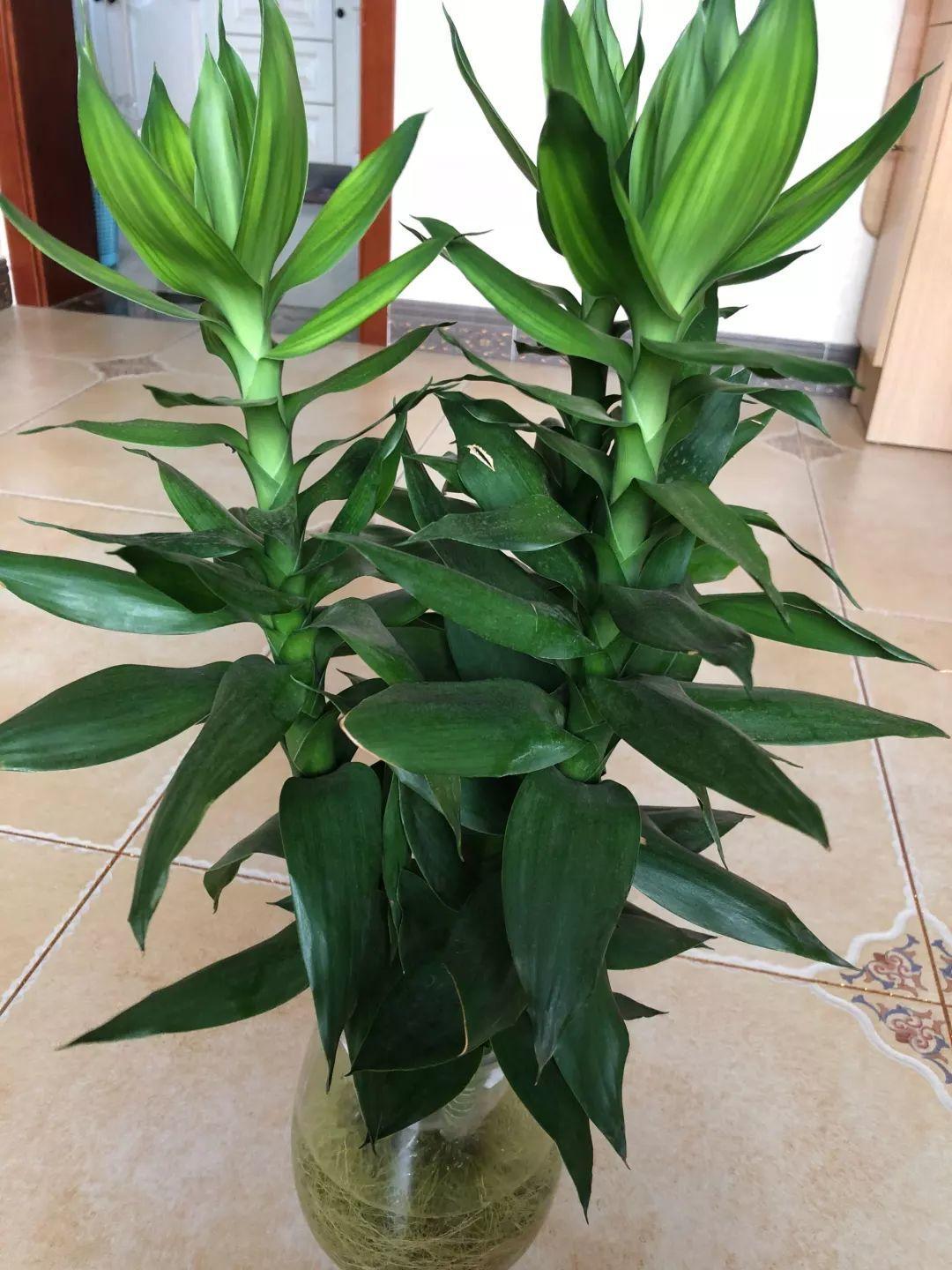 观音竹图片及养殖方法(家里养花就选它,高品位,有档次,养1盆吉祥