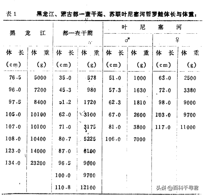 大型哲罗鲑(哲罗鲑可以长到多大？喀纳斯湖里真有10米以上的哲罗鲑吗？)