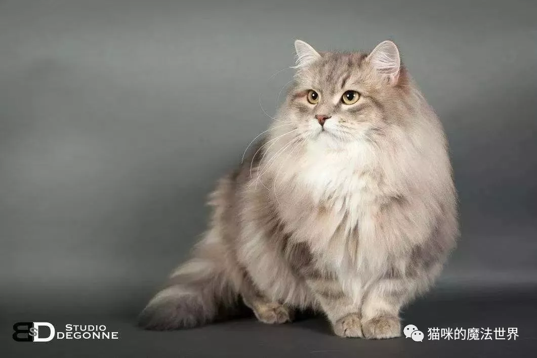 猫咪品种大盘点13:西伯利亚森林猫