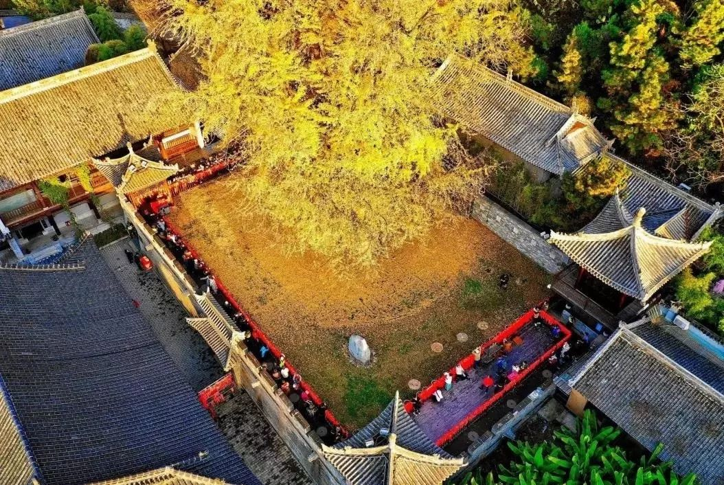 20颗即可致死！银杏果毒性这么强，为啥在城市里随处可见？