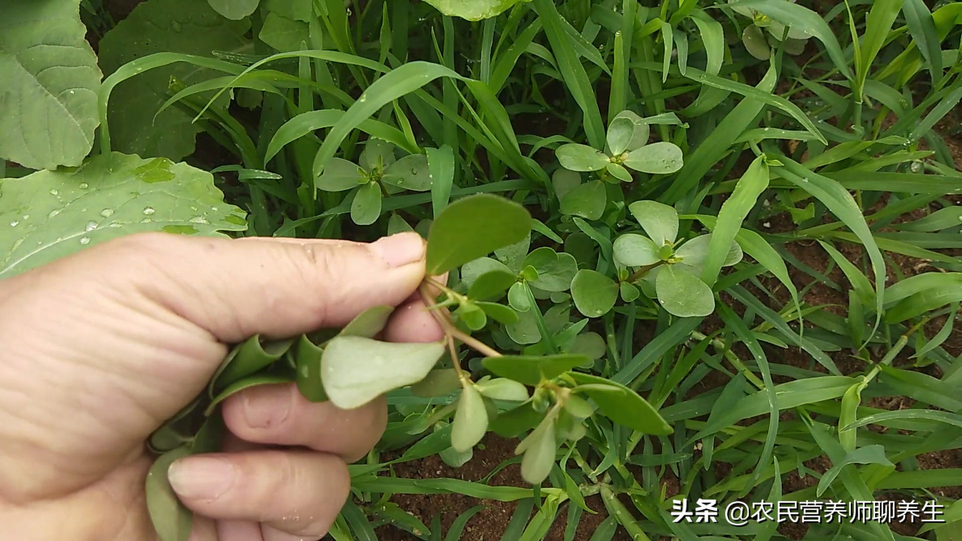 野菜马齿苋营养价值高,但不是人人都能吃的,这三种人最好别吃