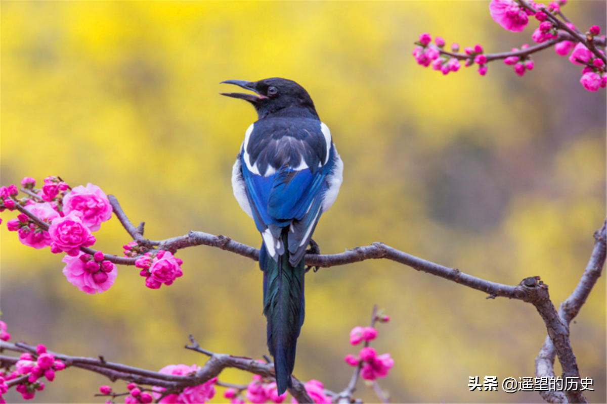 俗语说：“宅子出现三喜”，家中将好事连连，你见过这三喜吗？