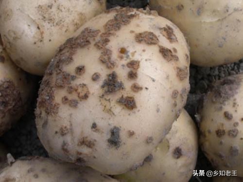 土豆有点点发黑能吃吗(土豆里面有黑点点还能吃吗)-友友