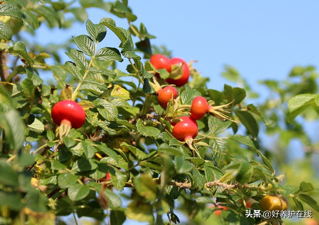 真正的玫瑰花长什么样子（详解玫瑰花特点）