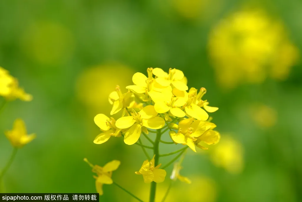 去哪看油菜花,