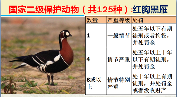 国家保护动物分几个等级（125类二级野生保护名录）