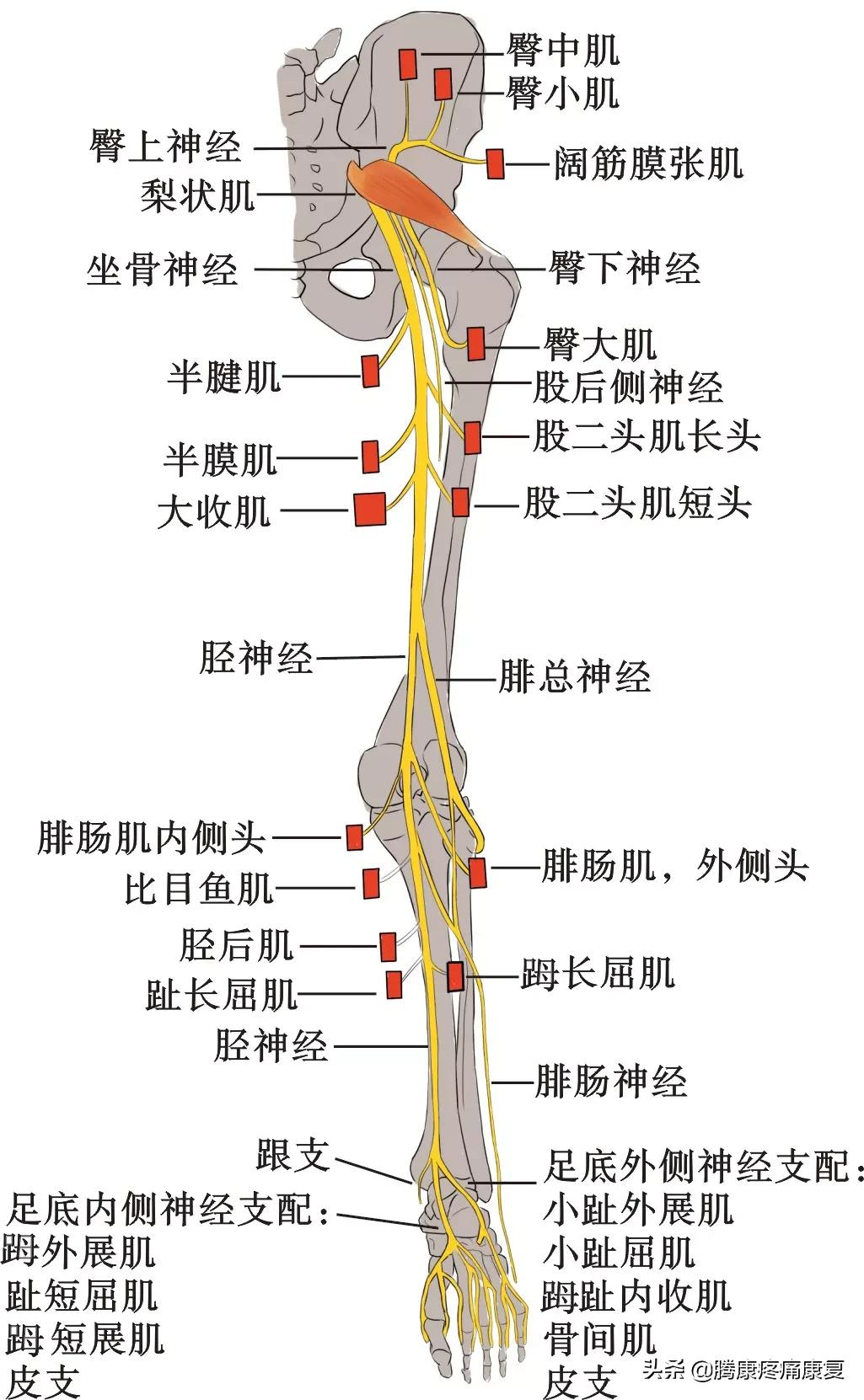 大腿肌肉疼大腿肌肉疼痛用什麼藥效果好