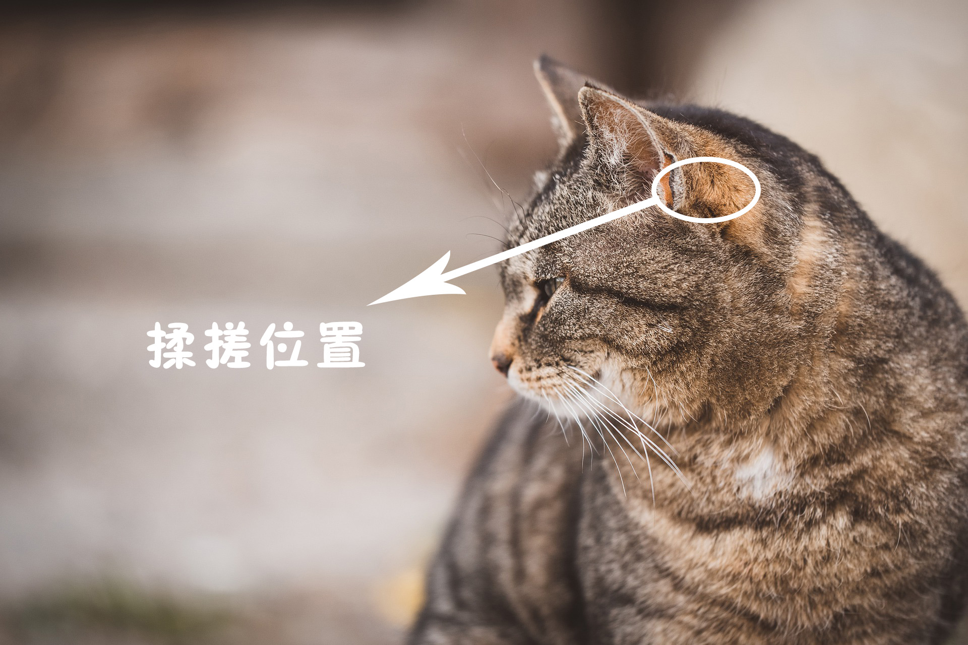 喵星人的日常护理篇：怎样清理猫耳朵，多久清理一次？