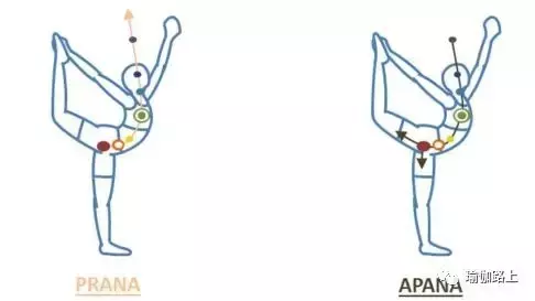 30 個常見瑜伽體式的正確發力放向，氣息流動和對應脈輪