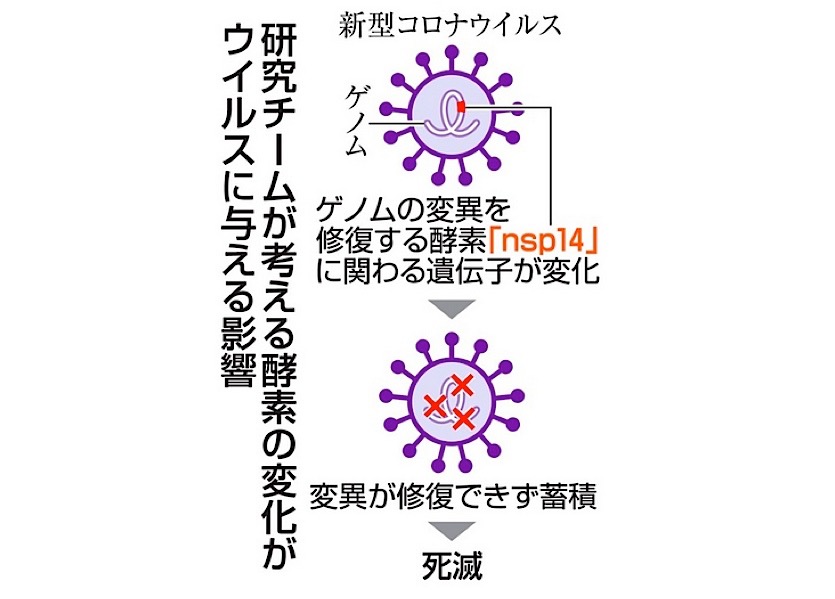 日本疫情因病毒“自然死亡”而神速消退？自民党被质疑为大选操控核酸检测数，日本将于本月重开国门