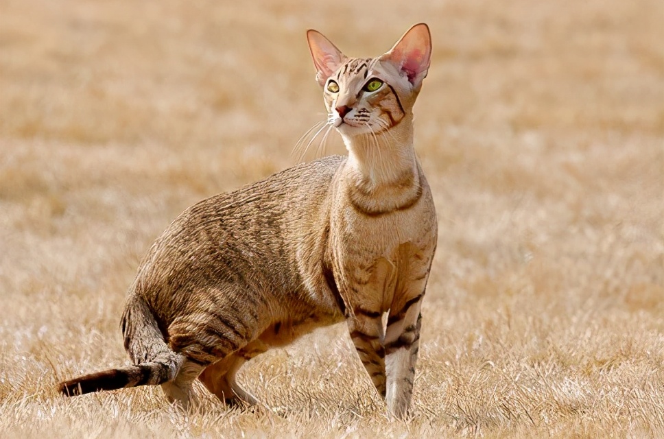30种知名的猫咪，你都认识吗？