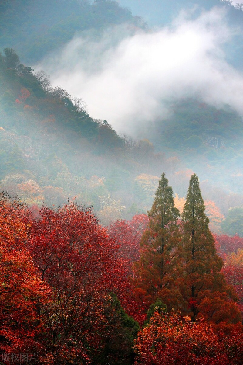 风景图片大全 花草(红色才是中国秋天的主打色) - 赤虎壹号