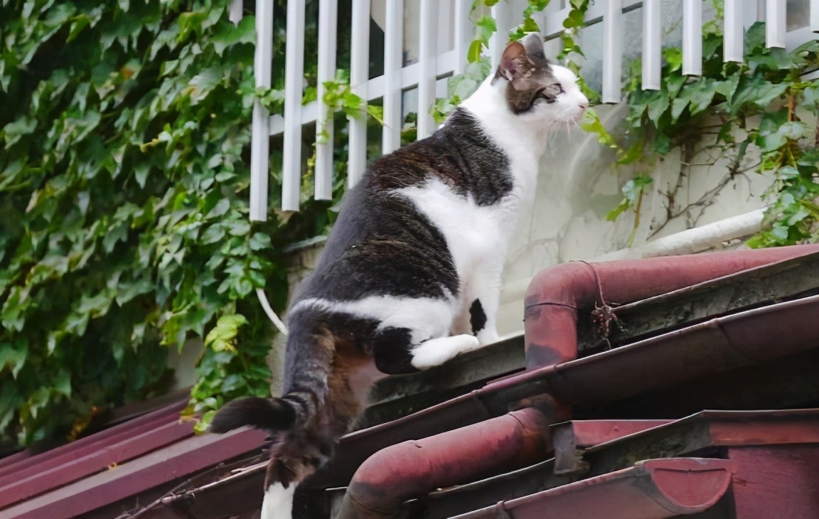 这样养猫的主人，说明很无知，会“害死”猫的