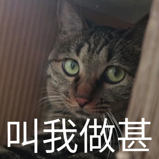 蒂姆嘟嘟tim猫品种(今天的猫猫也是元气满满呢)