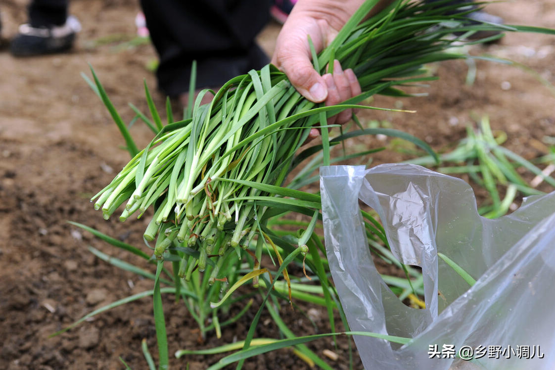 种韭菜根的方法和步骤（简单4步教你种栽韭菜）