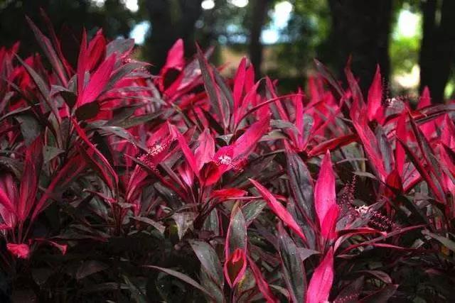 红色富贵竹怎么养才长得好红色富贵竹怎么养