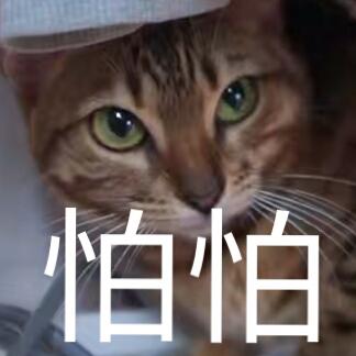 蒂姆嘟嘟tim猫品种(今天的猫猫也是元气满满呢)