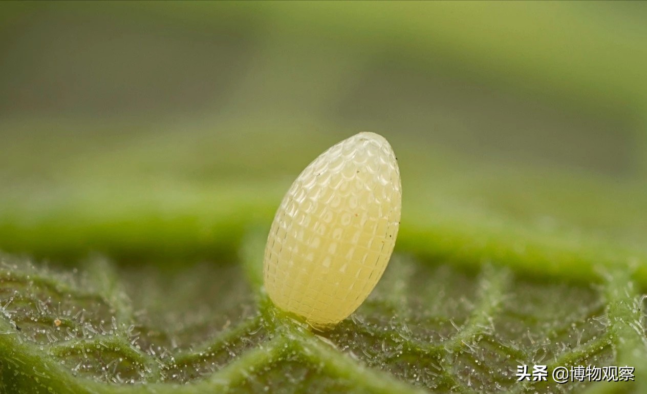 蝴蝶是胎生动物还是卵生动物(自然科学知识——蝴蝶的一生,从卵开始)