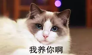 为什么布偶猫价格那么贵？新手铲屎官适合养布偶吗？