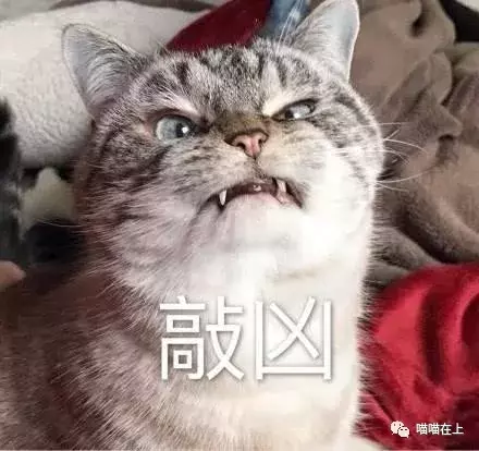 埃及猫(埃及猫详解)