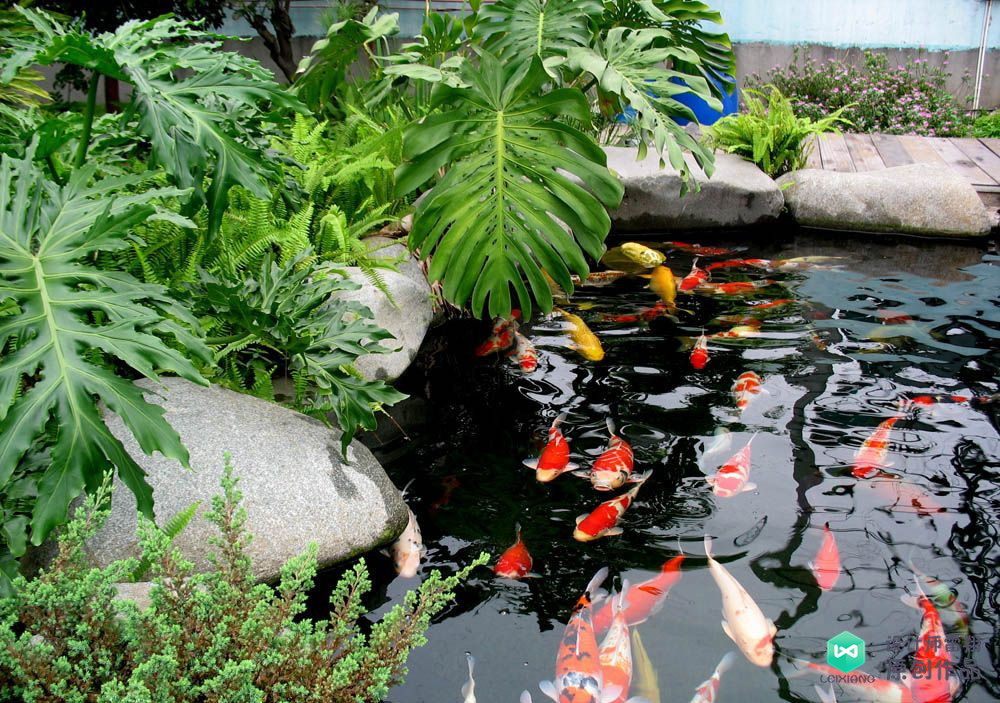 大魚池周圍只有種植的植物和景觀石