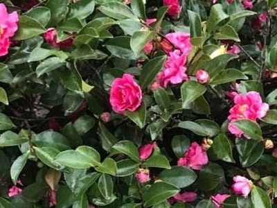 茶花烂根了怎么办