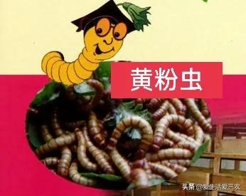 黃粉蟲收購,黃粉蟲收購商的聯系方式