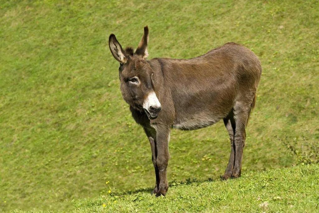 一头驴能卖一两万元,为啥农村养驴的那么少呢?四大原因!