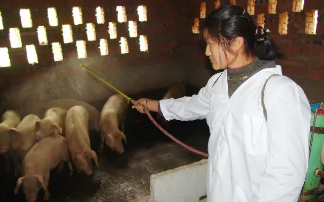 烧碱的用途有哪些（养猪场消毒烧碱使用方法和注意事项）