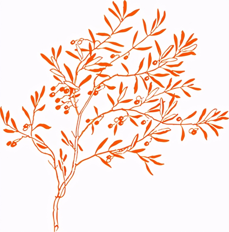 春风化雨，相语以道--洛阳东外高中部教师团队群英谱（五）