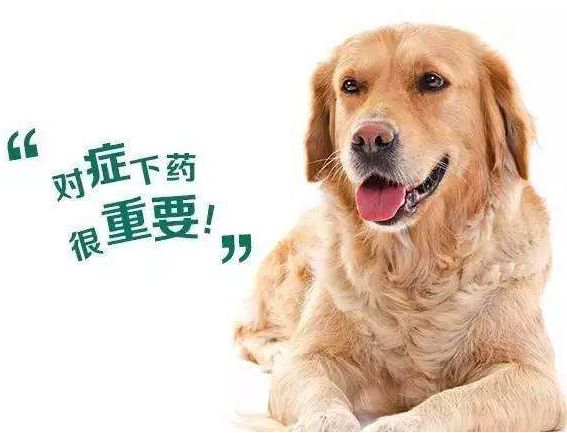 应该如何正确的给狗狗驱虫，你知道吗？