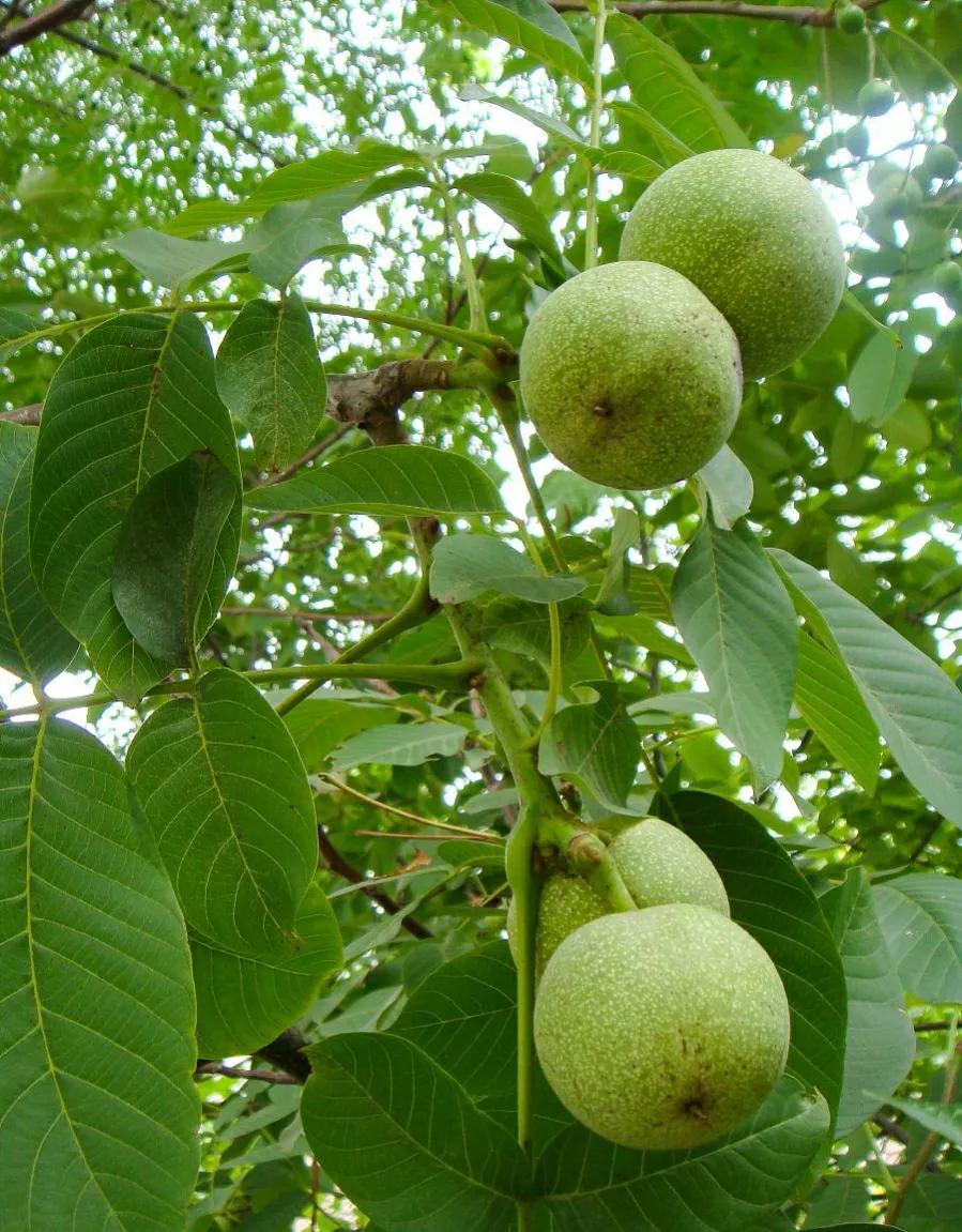 核桃出现干叶,和4种病还有关,对症下药就可治愈