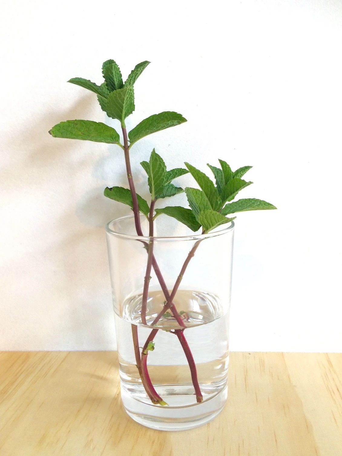 薄荷种植方法(薄荷特容易繁殖,水培和土培扦插教程,做好两点,常年都