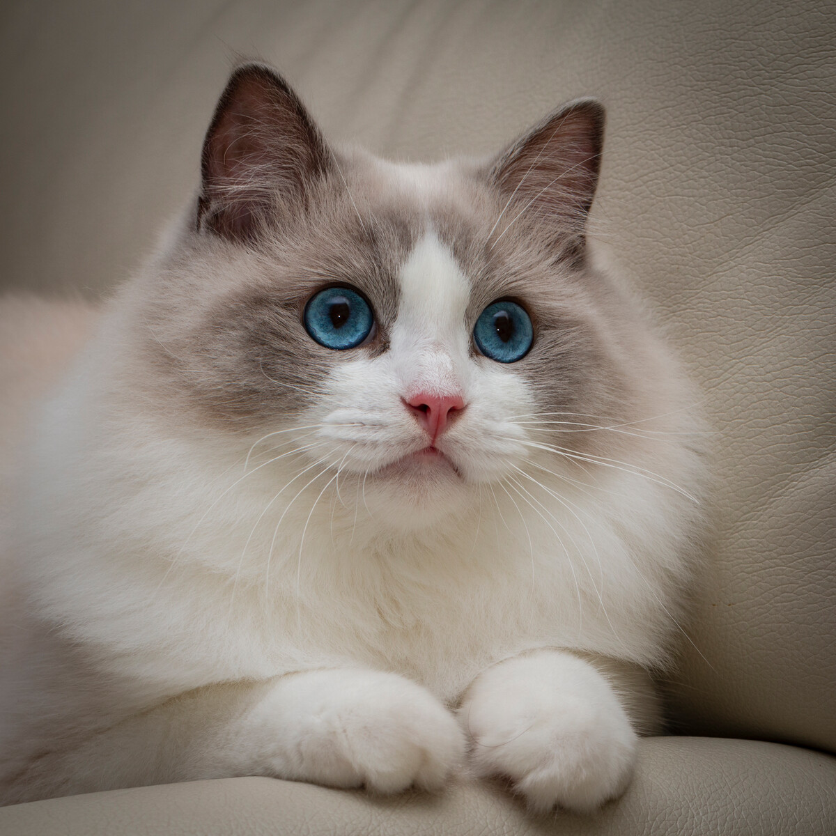 外表高贵,头呈v形,眼大而圆,被毛丰厚,尾长,身体柔软,大多数为三色