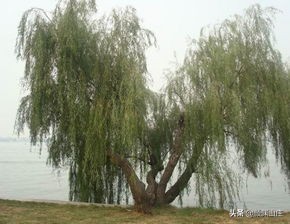 描写柳树诗词(53首)