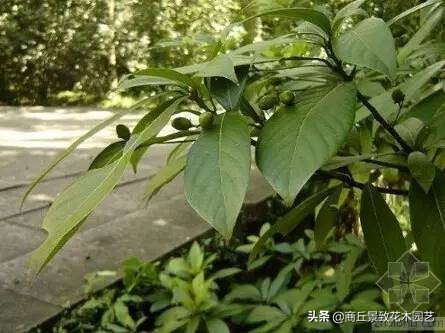 常绿乔木有哪些（70多种常用常绿乔木图例宝典）