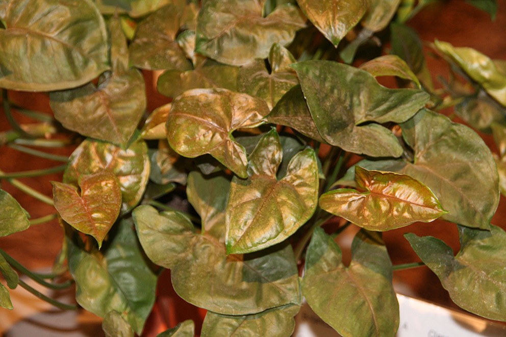 白蝴蝶植物绿植怎么养（绿植白蝴蝶的简单养法）
