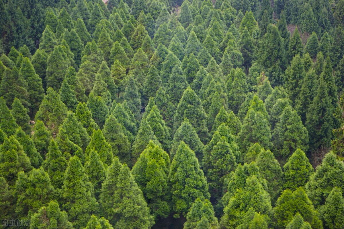 清明上坟到来，俗语“坟前枯树须迁坟，坟上有洞须留神”啥意思？