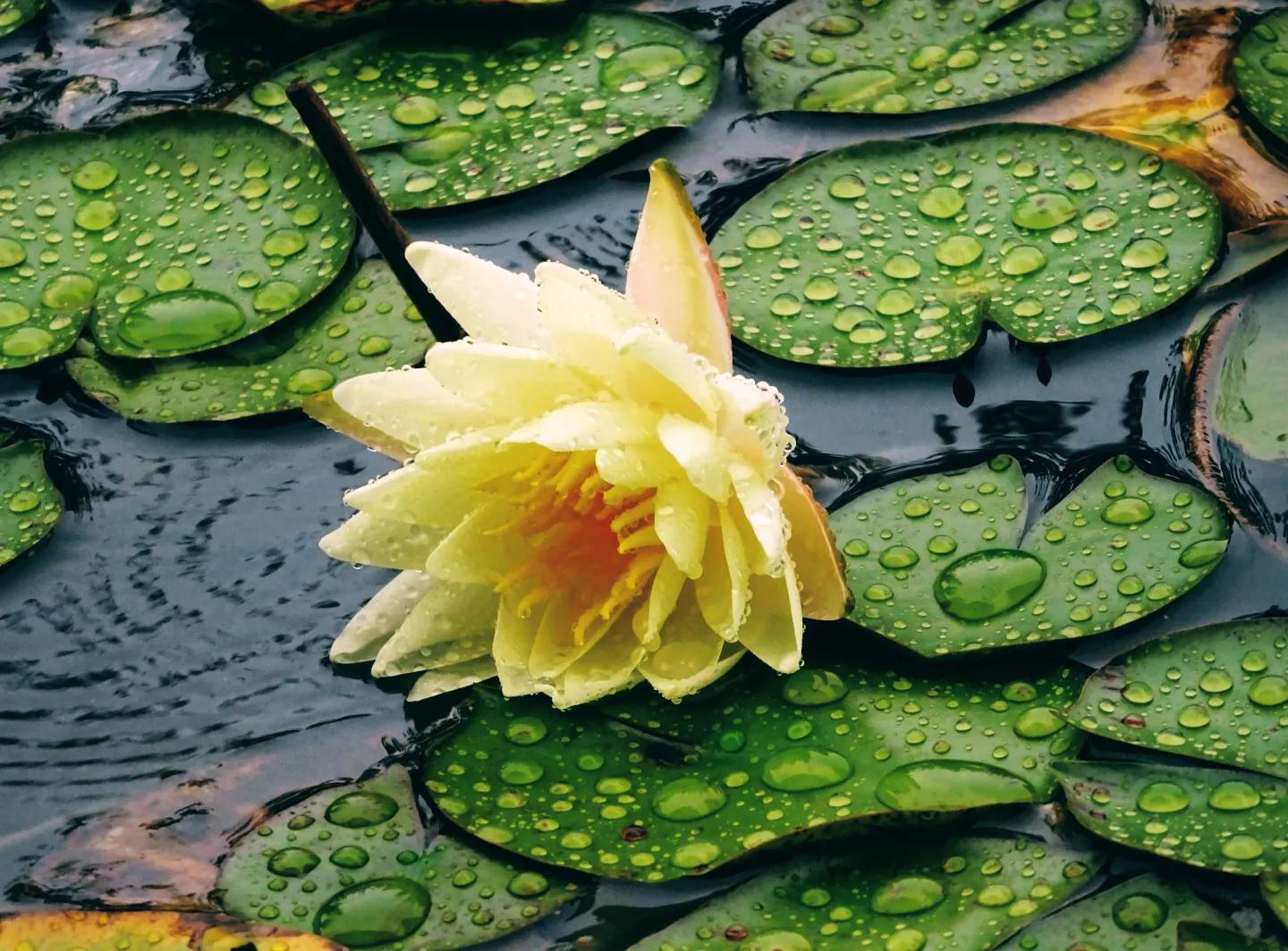 雨后睡莲 别有一番风韵