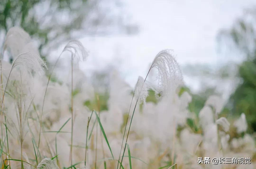 秋韵湖州，芦花飞扬：一场不容错过的诗意之旅