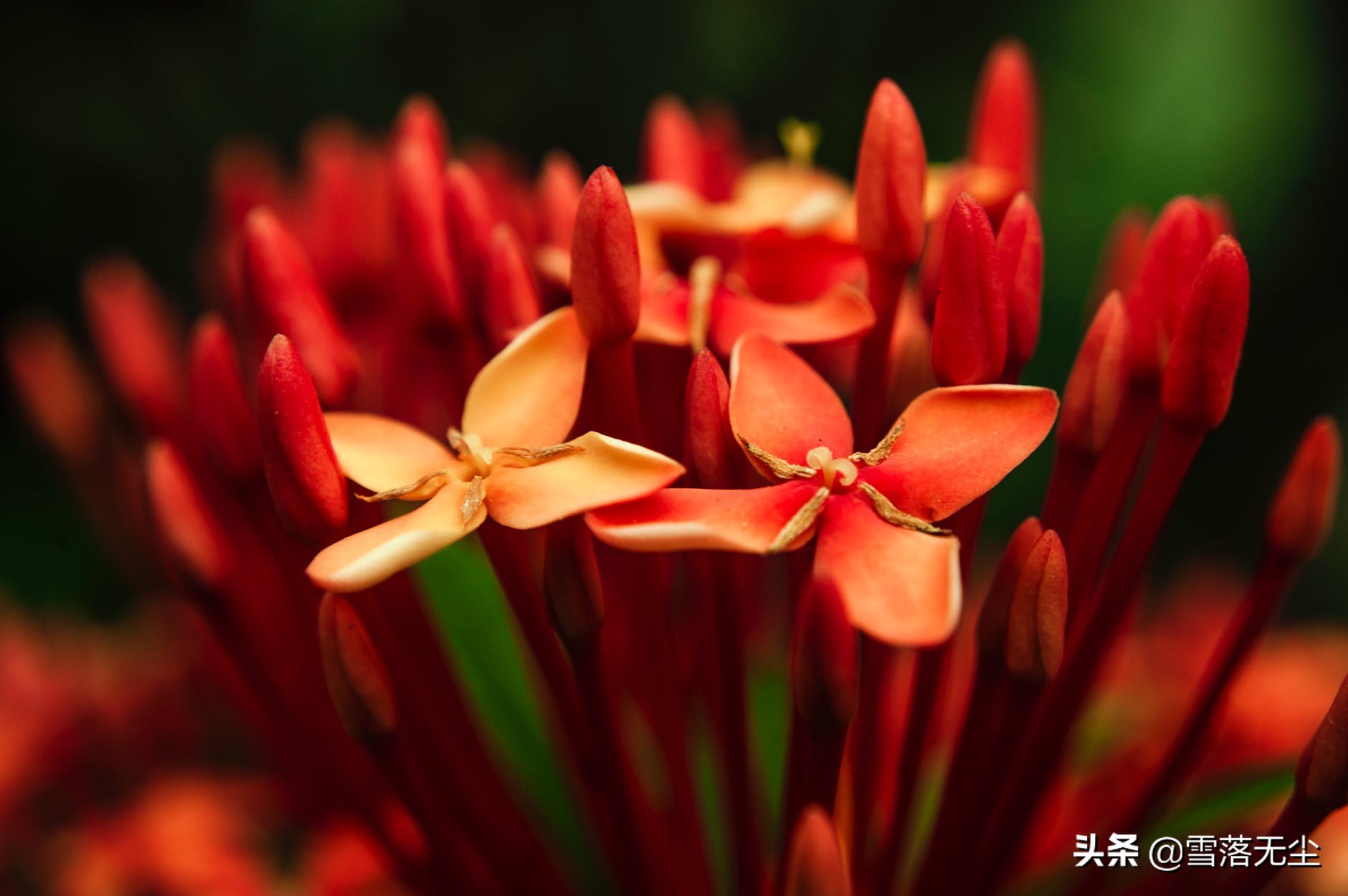 会计师凯特（女人）