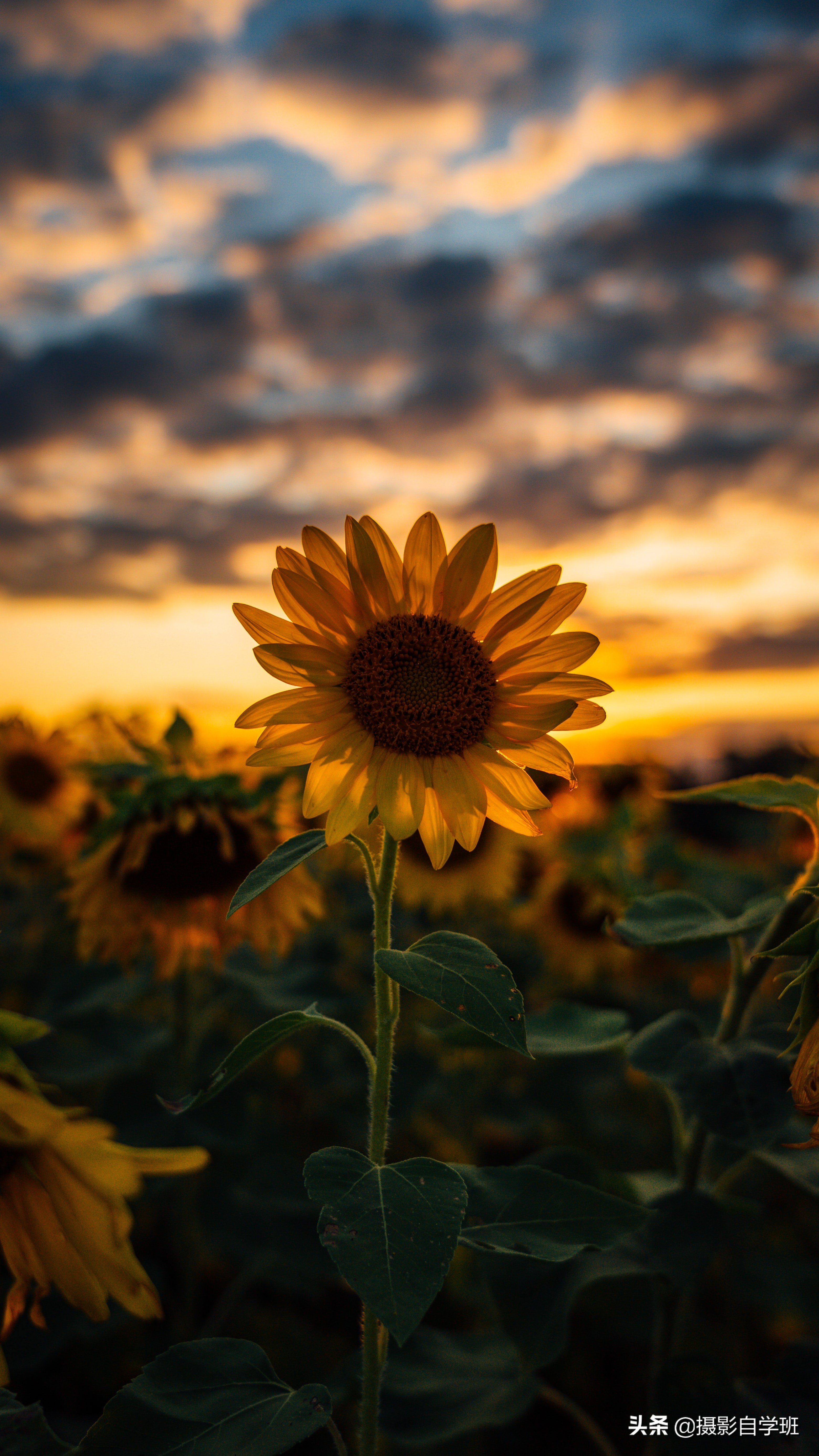 向日葵图片唯美头像(拍向日葵11个万能技巧) - 赤虎壹号