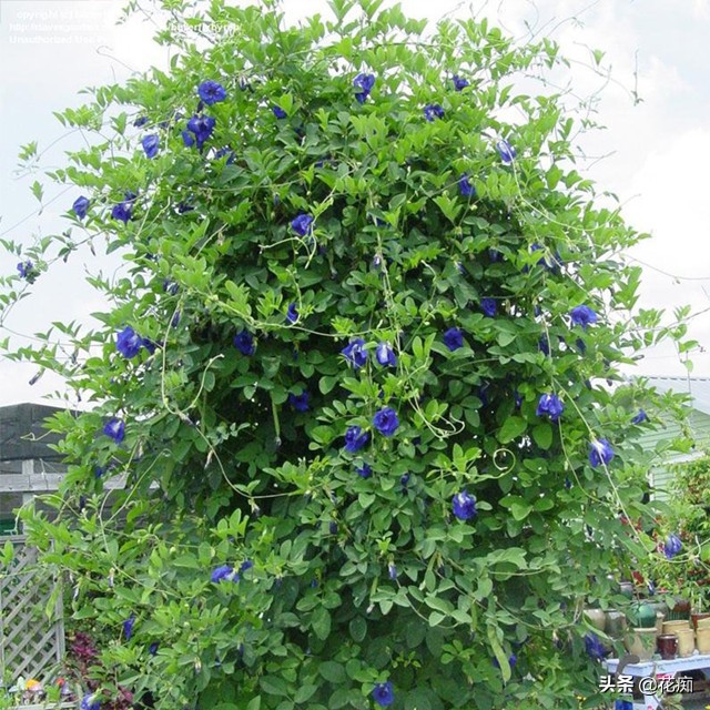 蝶豆花也比较耐贫瘠,平时养护可每2月施加些缓释肥