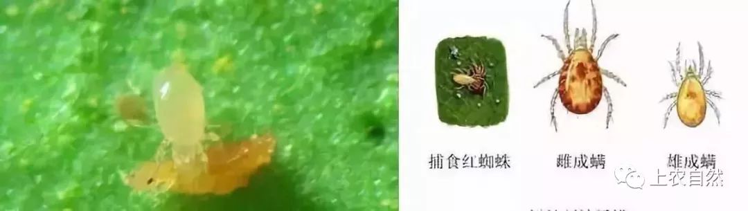 农田里的益虫大盘点