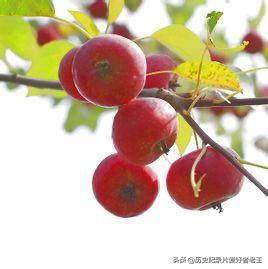 如今常见的水果之一——苹果的身世起源如何，揭秘苹果背后的历史
