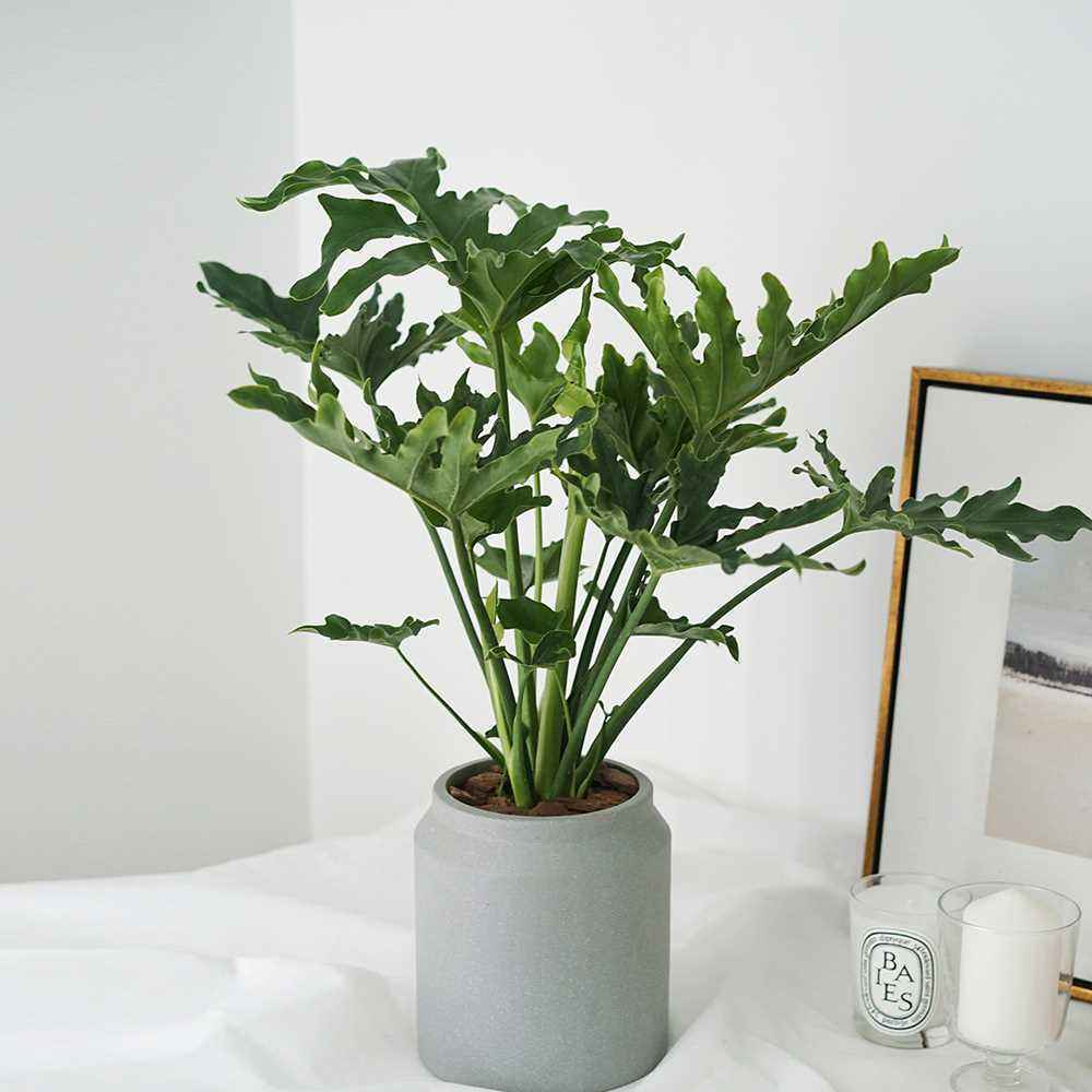 仙羽蔓绿绒(花卉养多了,来一盆"观叶"绿植,满盆绿叶子还能净化空气)