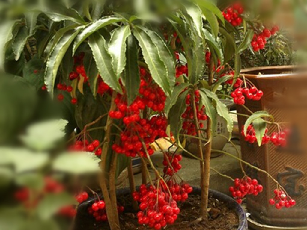 大罗伞的功效与作用(推荐三种绿意盎然生机勃勃的盆栽)