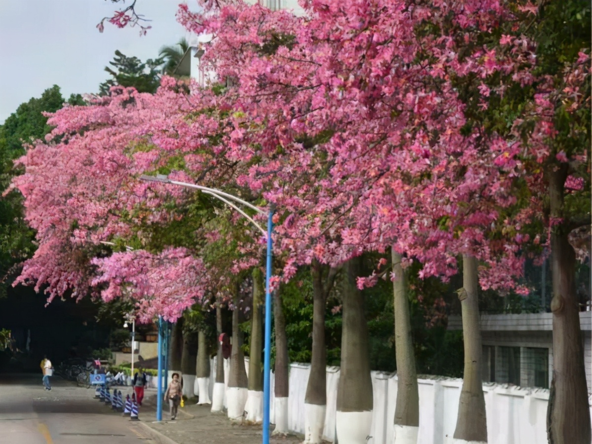 有种树叫“美人树”，开花美过“樱花”长在路边无人识