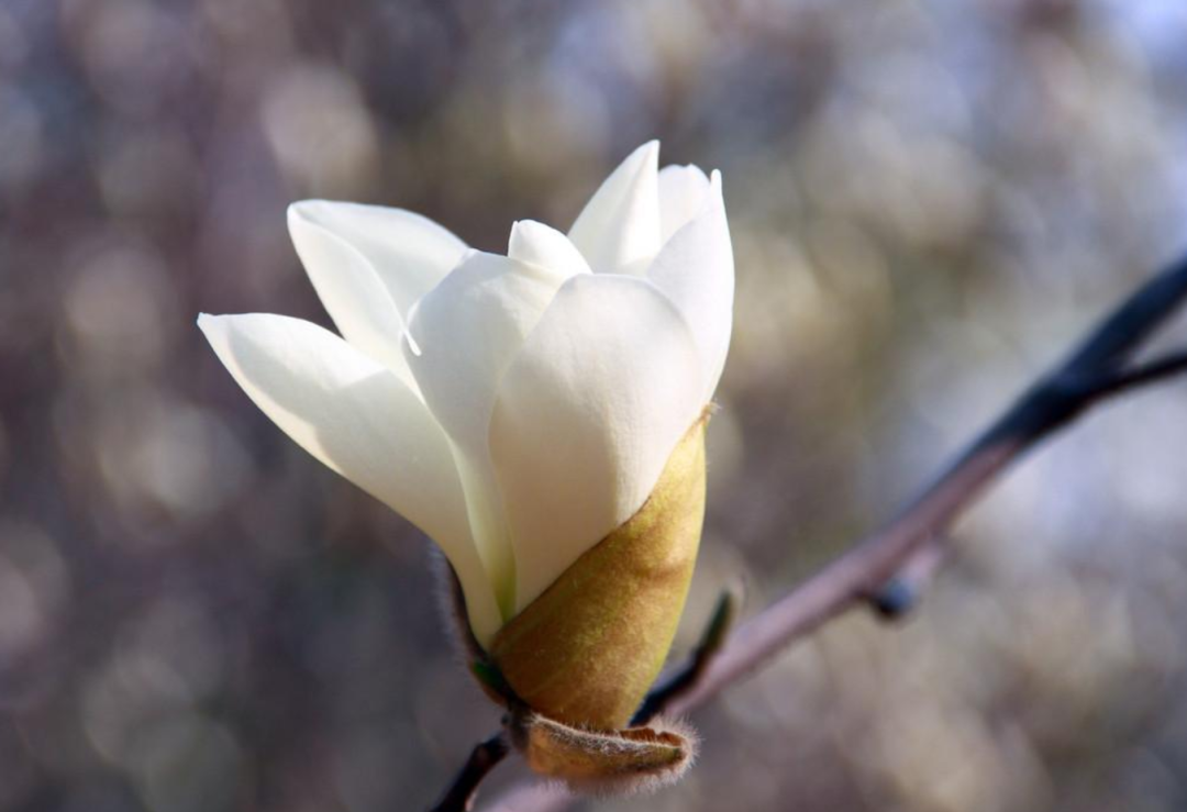 赞美白玉兰的诗句(有关白兰花的古诗词分享)_力贝号