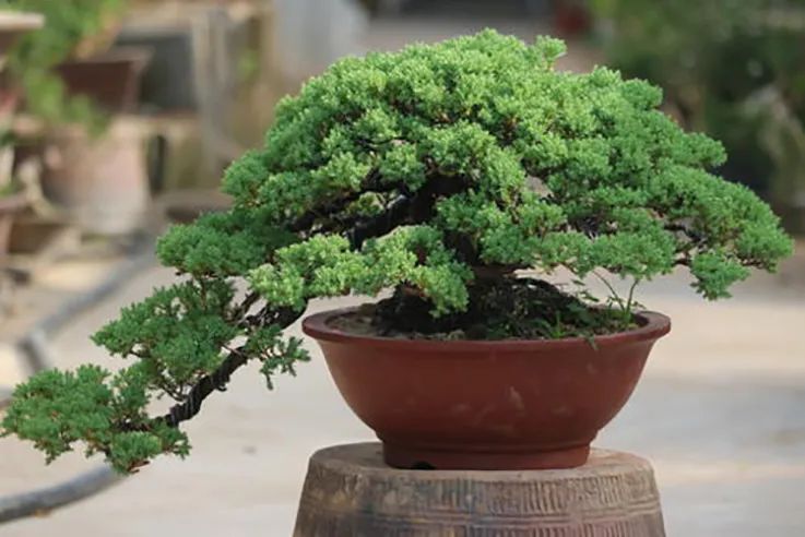 遇上地柏不能错过,物善其用,它可是最佳盆景造型练手材料